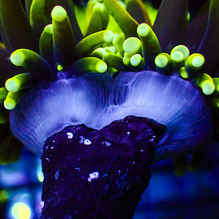 Euphyllia Glabrescens Dragon Soul