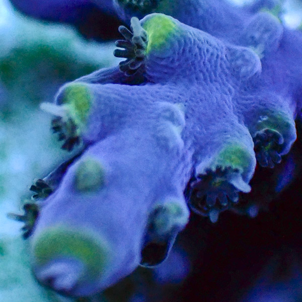 Acropora Blau Violett mit grünen Tips