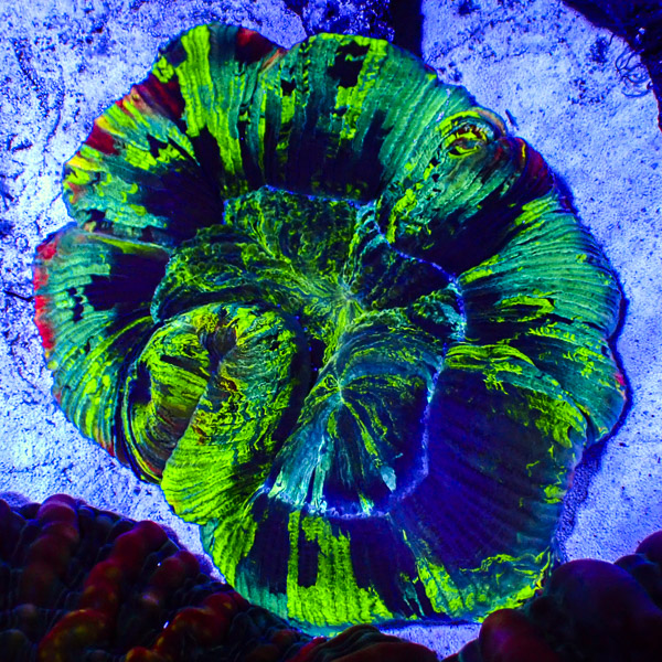 Trachyphyllia MC Ocean Confetti