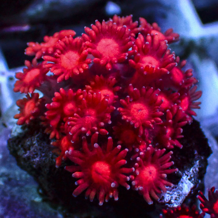 Goniopora Scarlet Lotus Ice