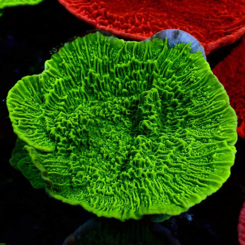 Montipora Grün Frag 09