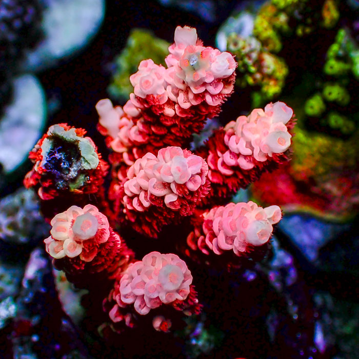 Acropora Tenuis Pink Nova
