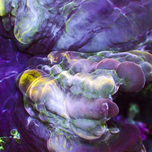 Cynarina MC Mystic Orchid