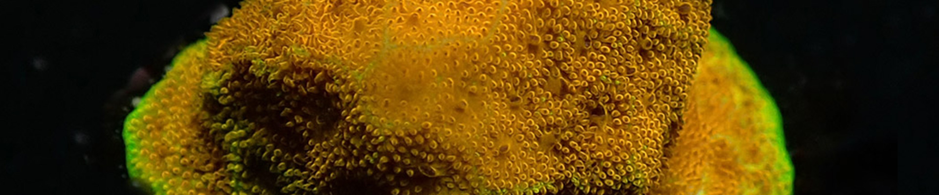 Psammocora Koralle mit reliefartiger Oberfläche in Türkis