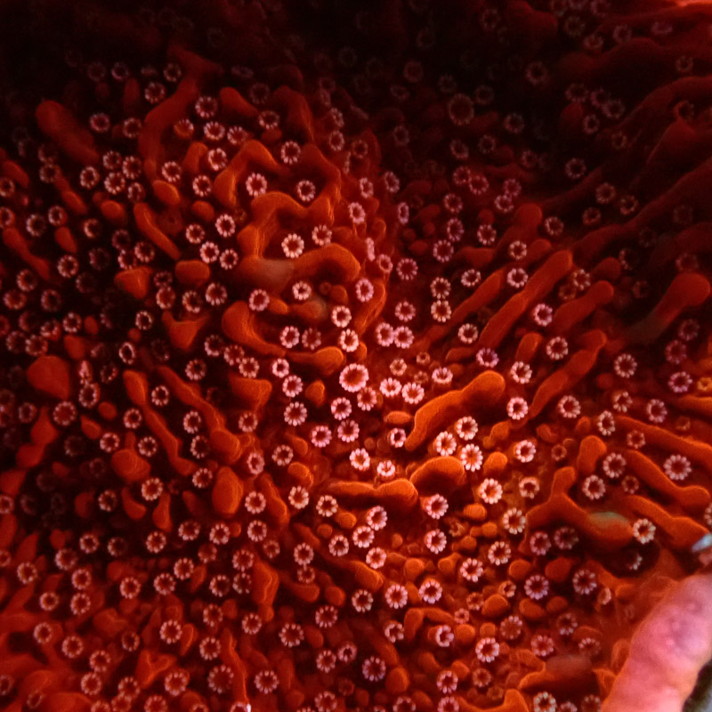 Montipora Rot Frag 20