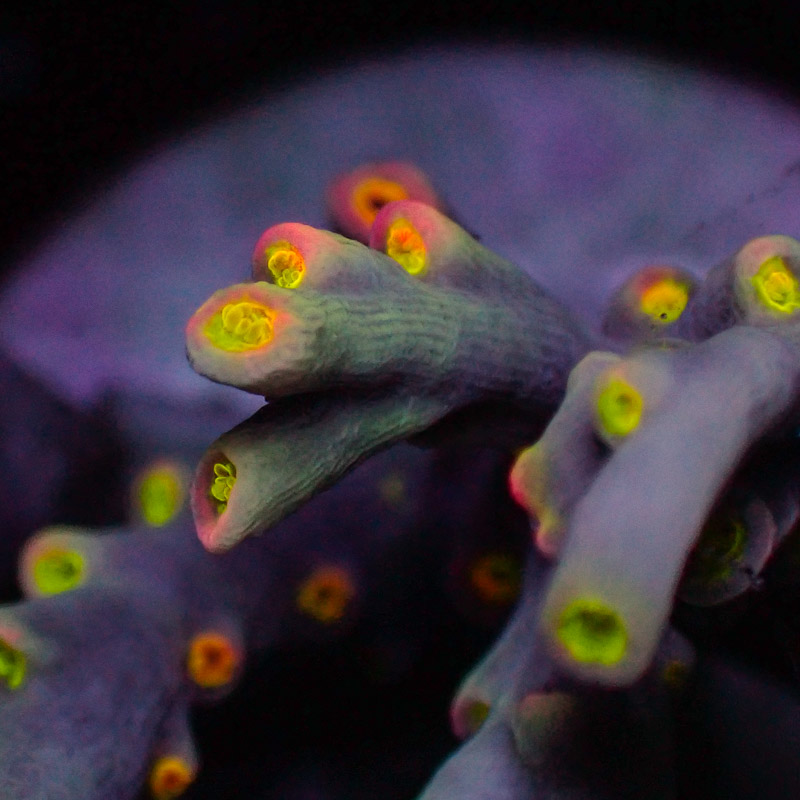 Speciosa Flaming Sunrise Frag 01