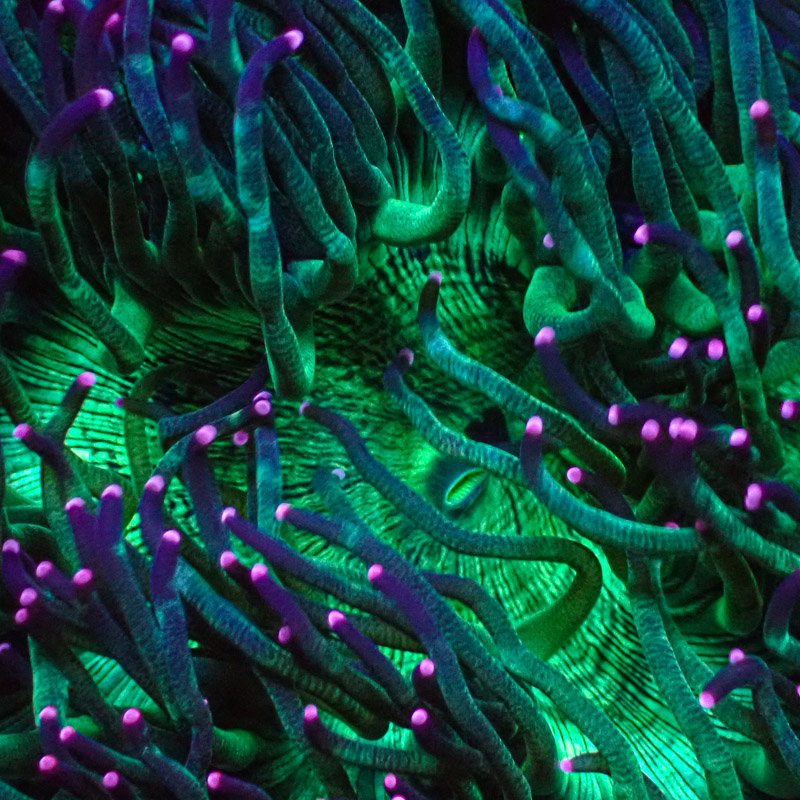 Catalaphyllia Pink Tip