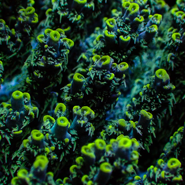 Acropora Blau Grün