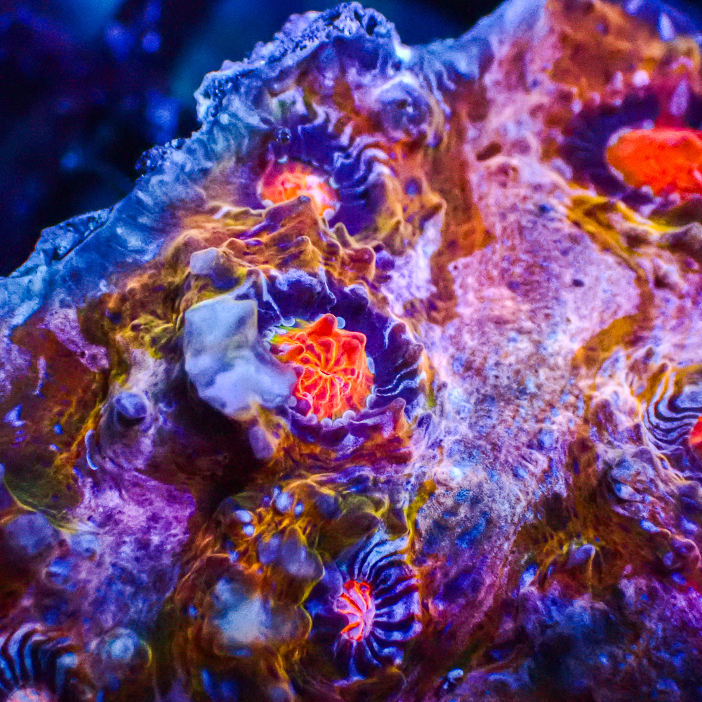 Chalice Flower Bouquet