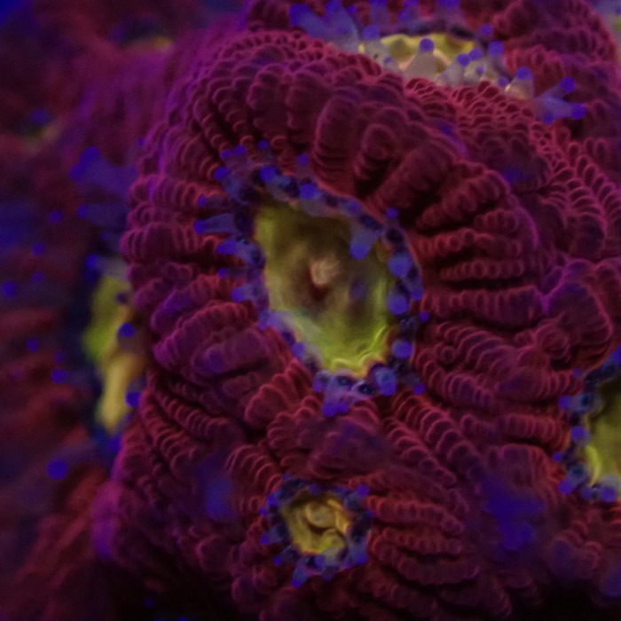 Favia MC Rainbow Skittles Frag 01