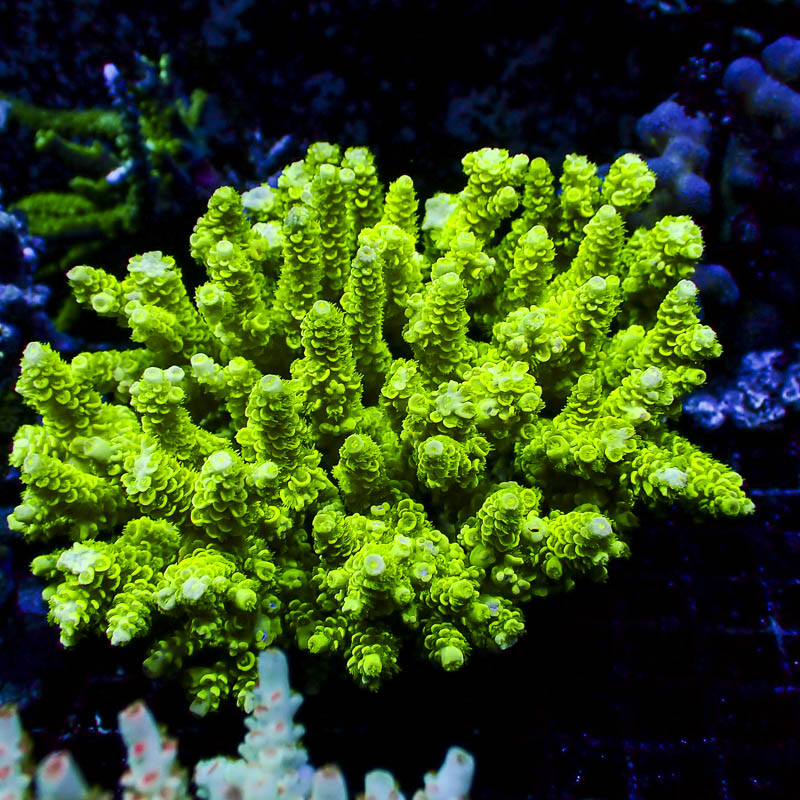 Acropora Walt Disney Ultra Grün – Hochfarbige Premium-SPS