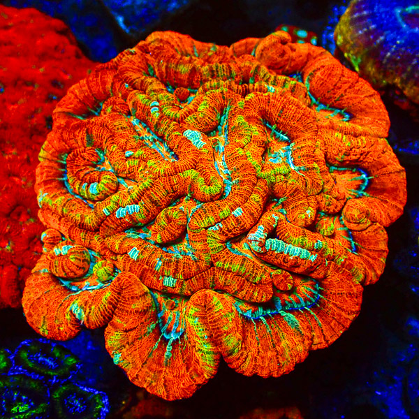Acanthastrea Wilsoni MC Lava Field CTO