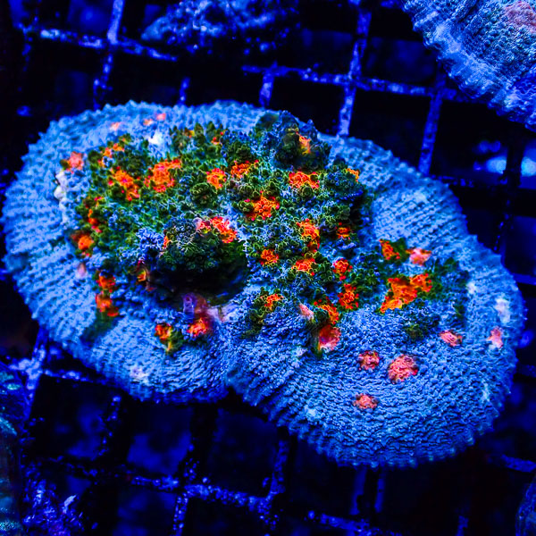 Chalice MC Blue Nebula Ridge