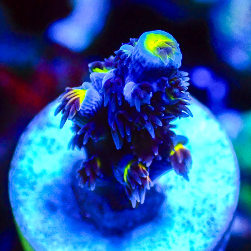 Acropora MC Electric Lime Tip