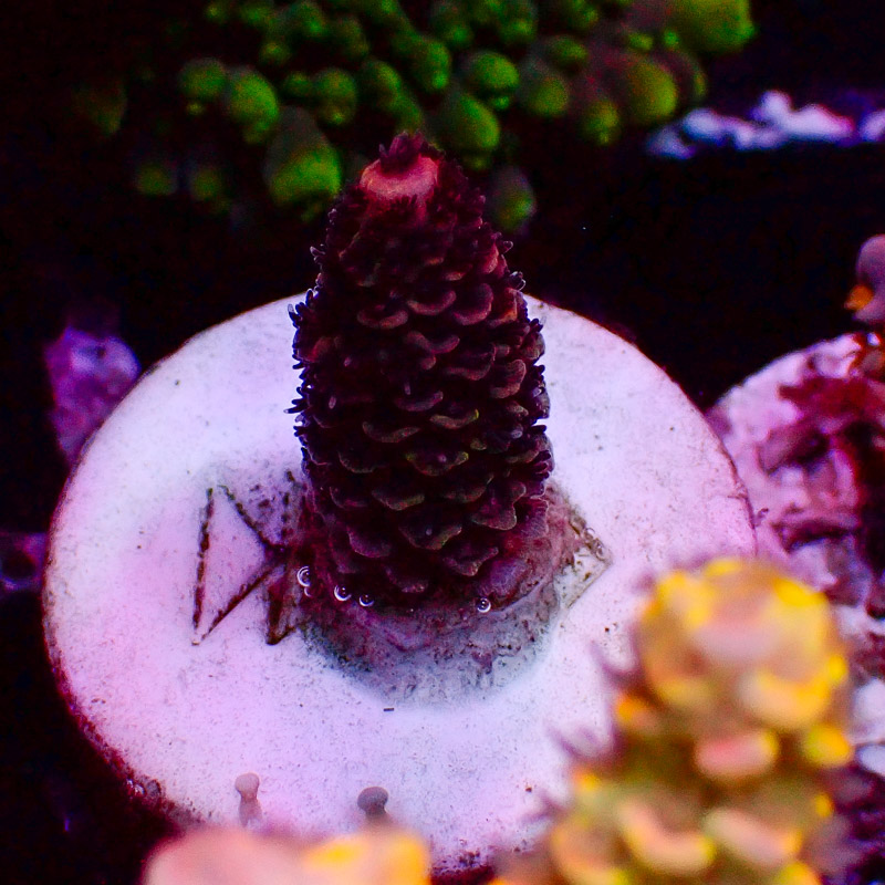 Acropora