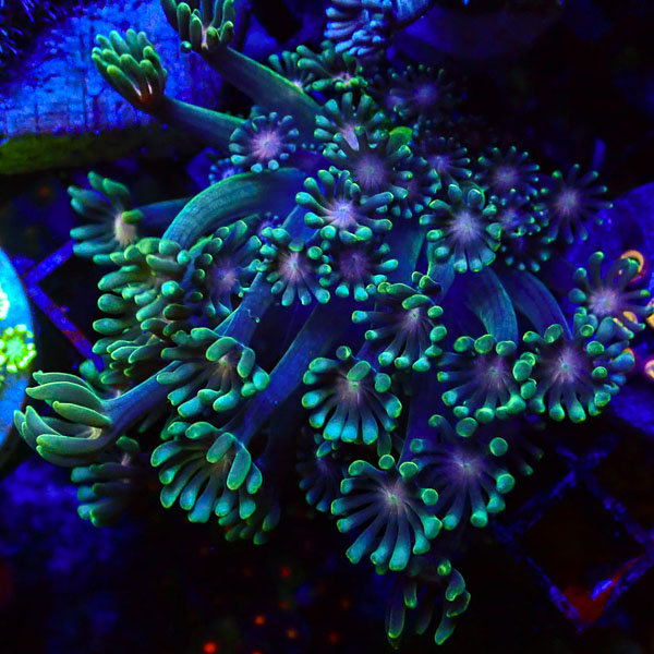 Alveopora MC Night Garden NZ CTO