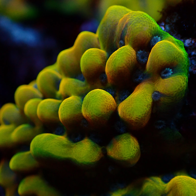Montipora Crazy T. Frag 06