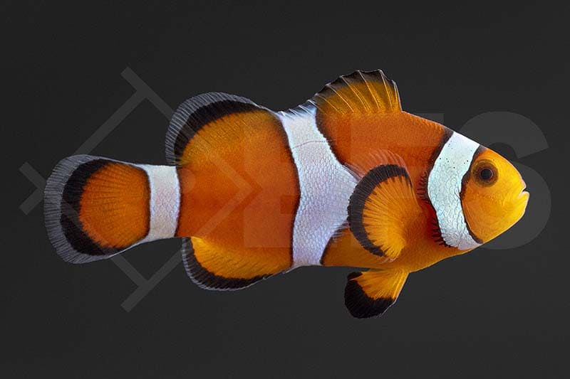 Falscher Clownfisch (Amphiprion ocellaris) Wildform 3-4cm