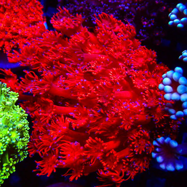 Goniopora MC Lava Night NZ CTO