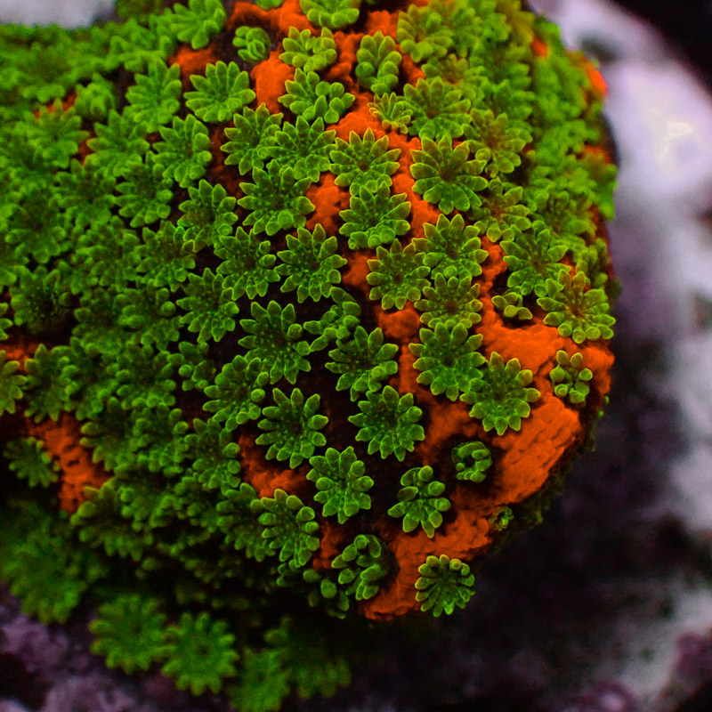 Montipora MC Gold Rush Frag 01