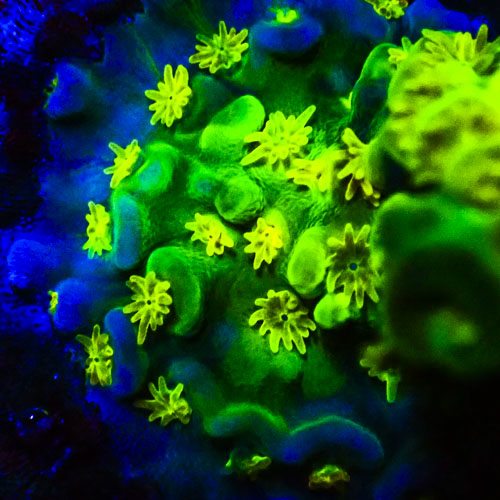 Acropora MC Sunflower Field
