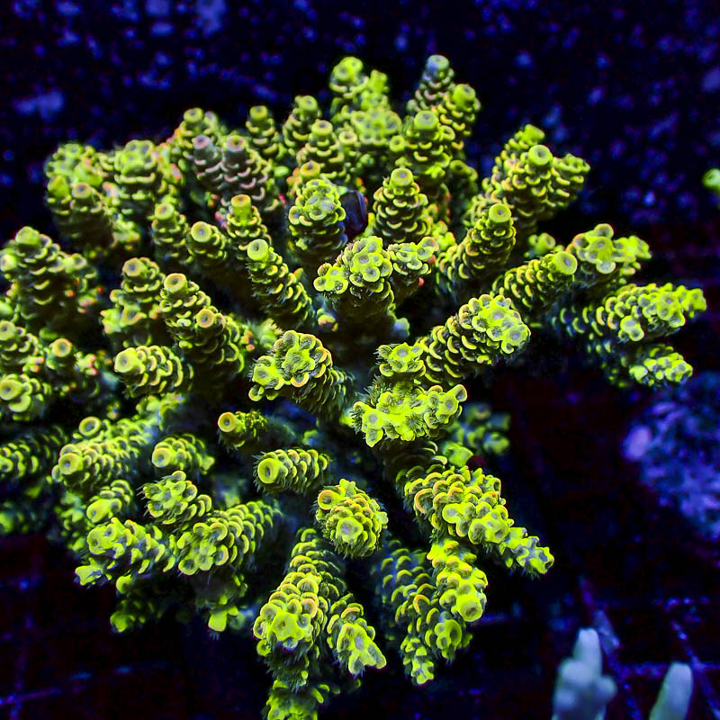 Acropora Tenuis Crafted Multicolor – Premium SPS mit Farbverlauf