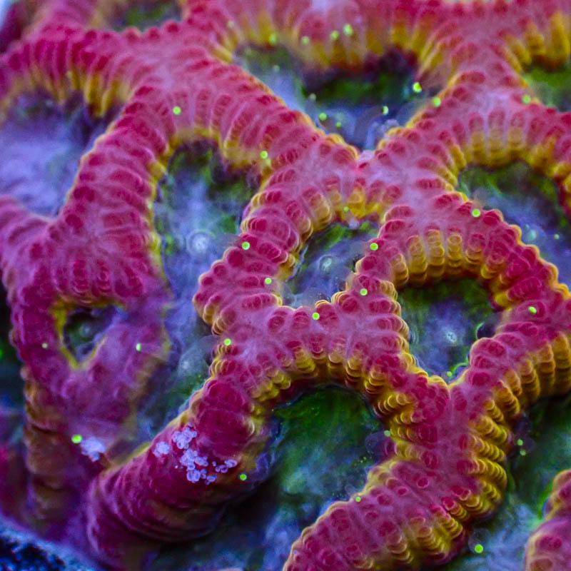 Goniastrea Red Crystal – Neonmünder & transparente Polypen