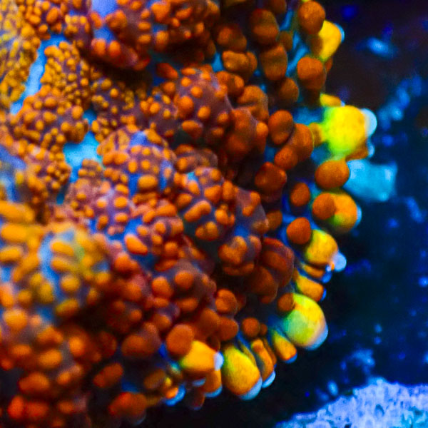 Rhodactis MC Arctic Flow