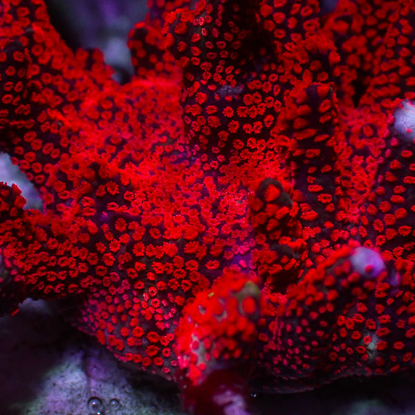 Montipora Digitata Ulra rot