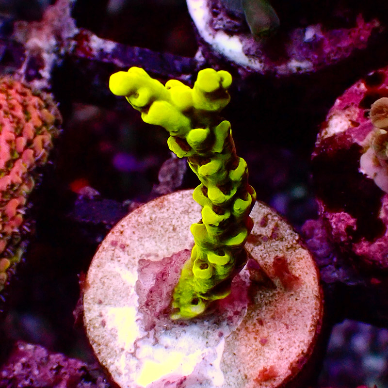 Acropora