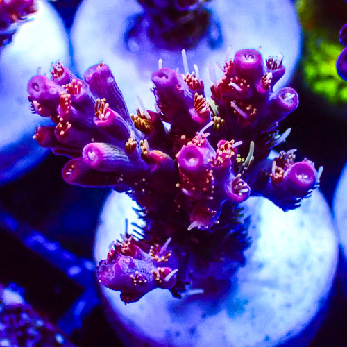 Acropora MC Amaranth