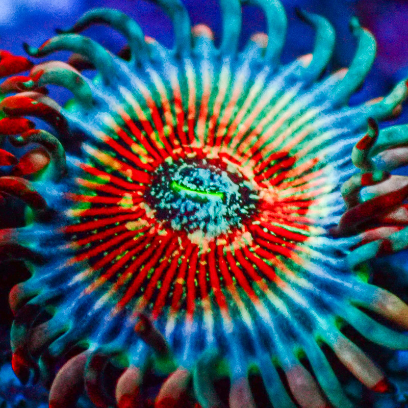 Zoanthus MC Seduction