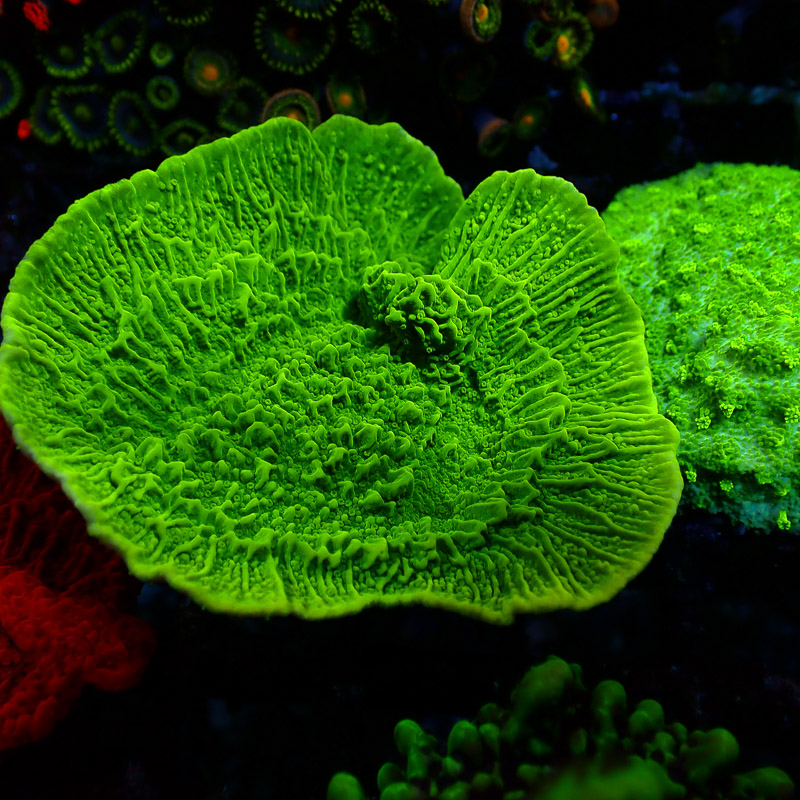 Montipora Grün Frag 10