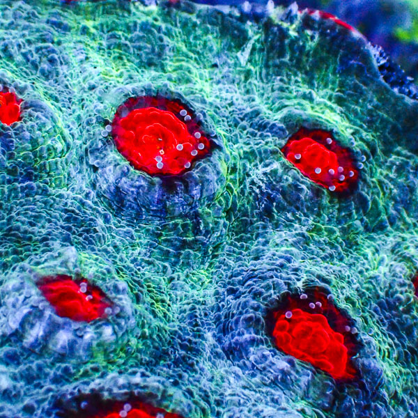 Chalice MC Deep Sea Red Rim