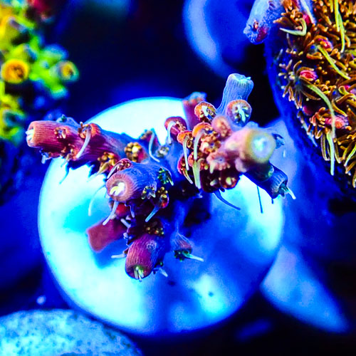 Acropora MC Burgundy Pearl Tip