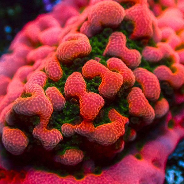 Montipora MC Cherry Tree