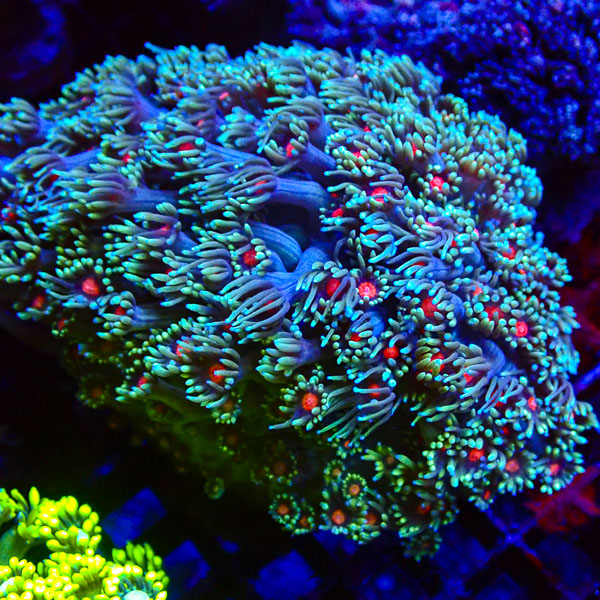 Alveopora MC Ruby Heart NZ CTO