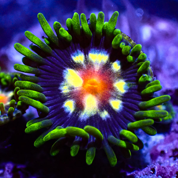 Zoanthus MC Ultra Stargazer