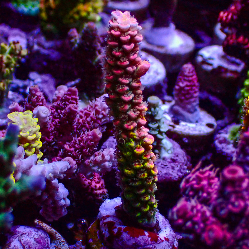 Acropora Crafted