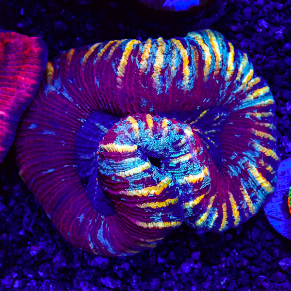 Trachyphyllia MC Royal Ammonite