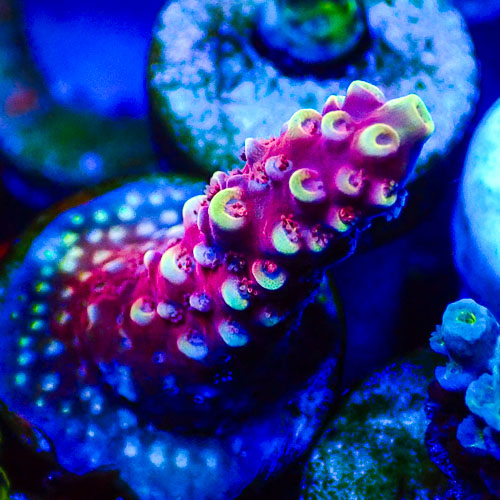 Acropora MC Raspberry Ripple