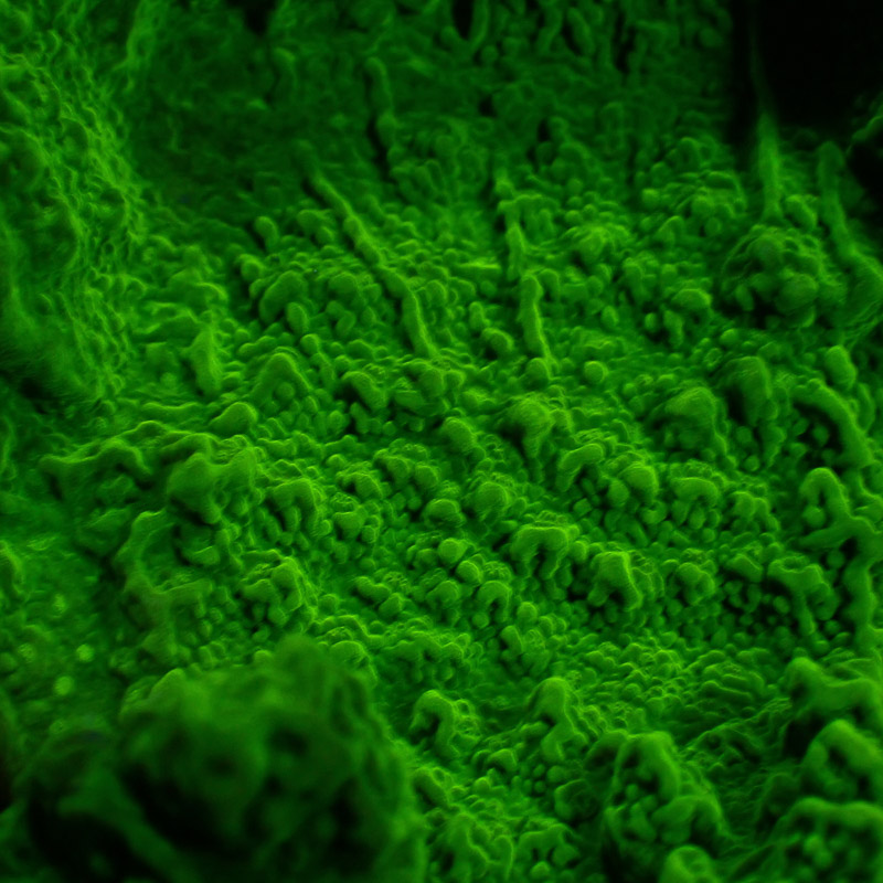 Montipora Grün Frag 01