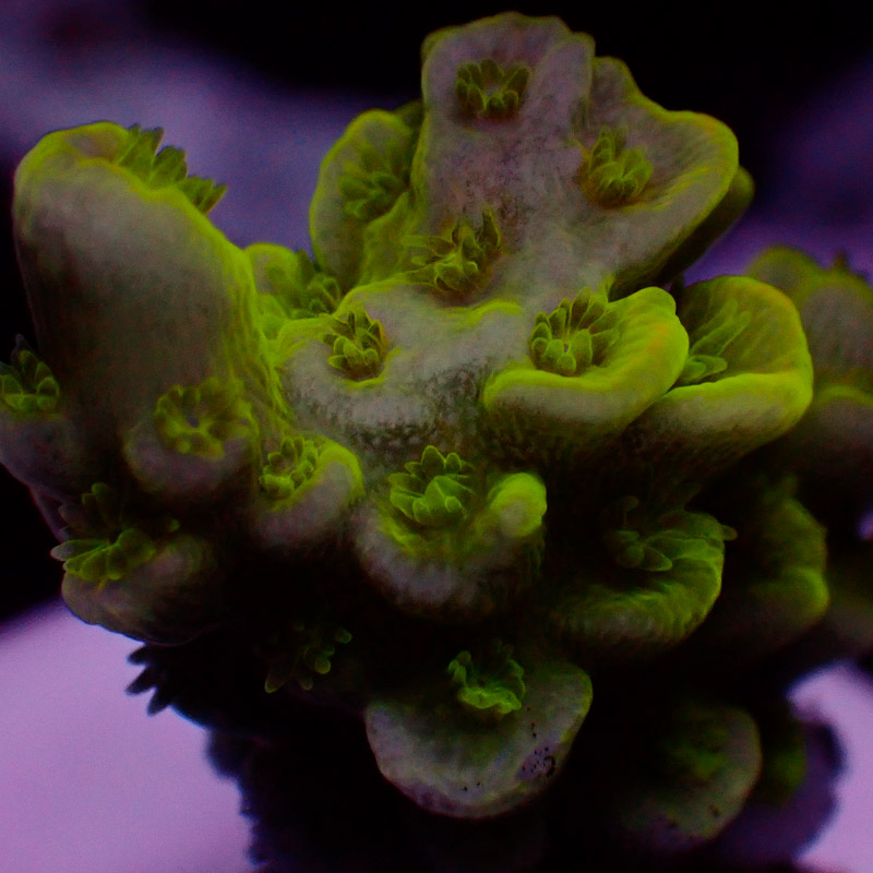 Acropora
