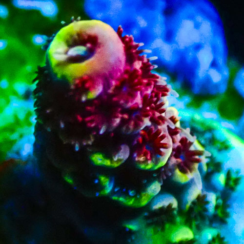 Acropora MC Kiwi Cherry Ripple