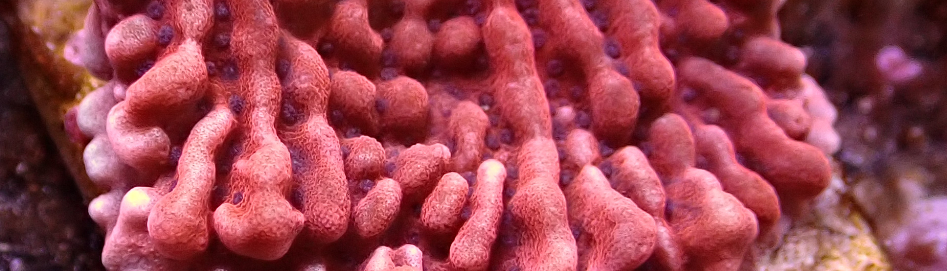 Montipora Koralle in Orange mit grünen Polypen