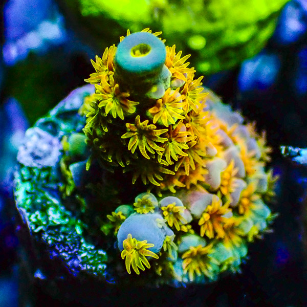 Acropora WWC Walt Disney