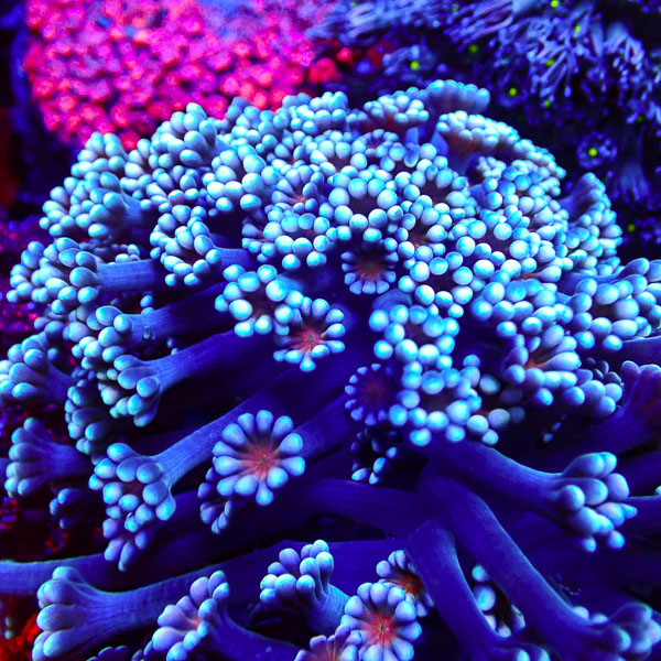 Alveopora MC Snowberry Bloom NZ CTO
