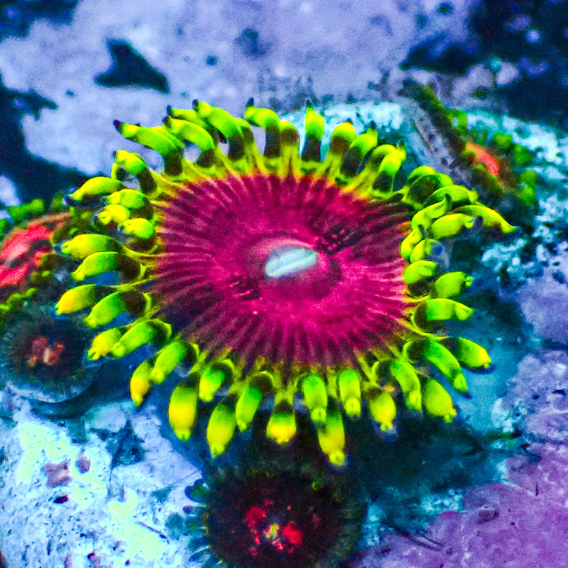 Zoanthus MC Pink Diamond