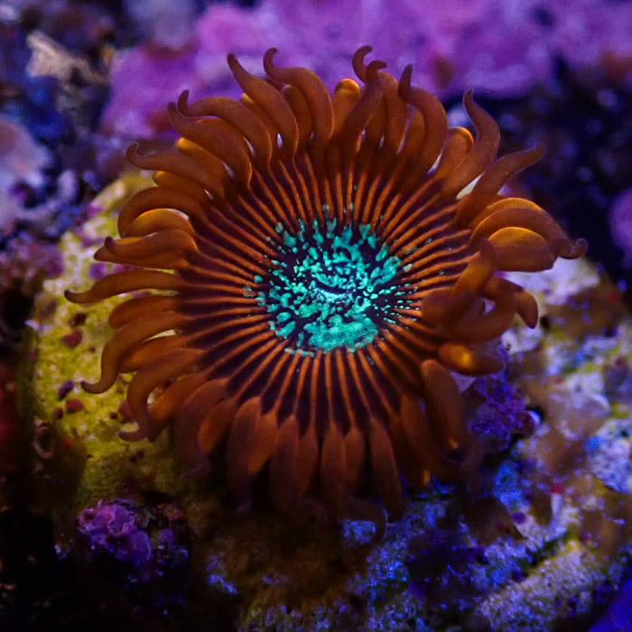 Zoanthus MC Red Magician