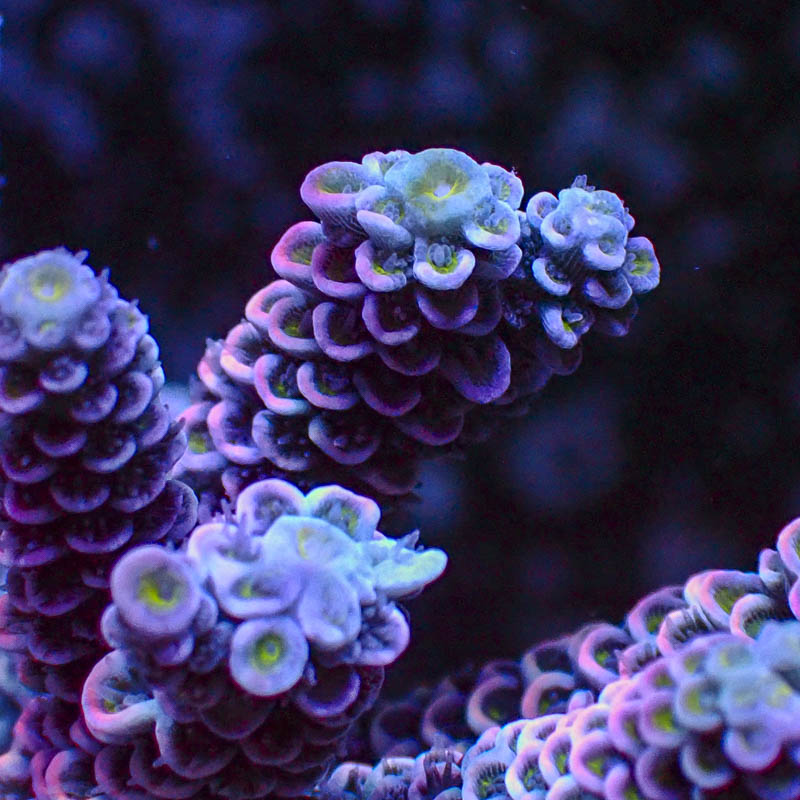 Acropora Crafted Homewrecker Lila Türkis